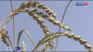 Омские аграрии намерены собрать три миллиона тонн зерна