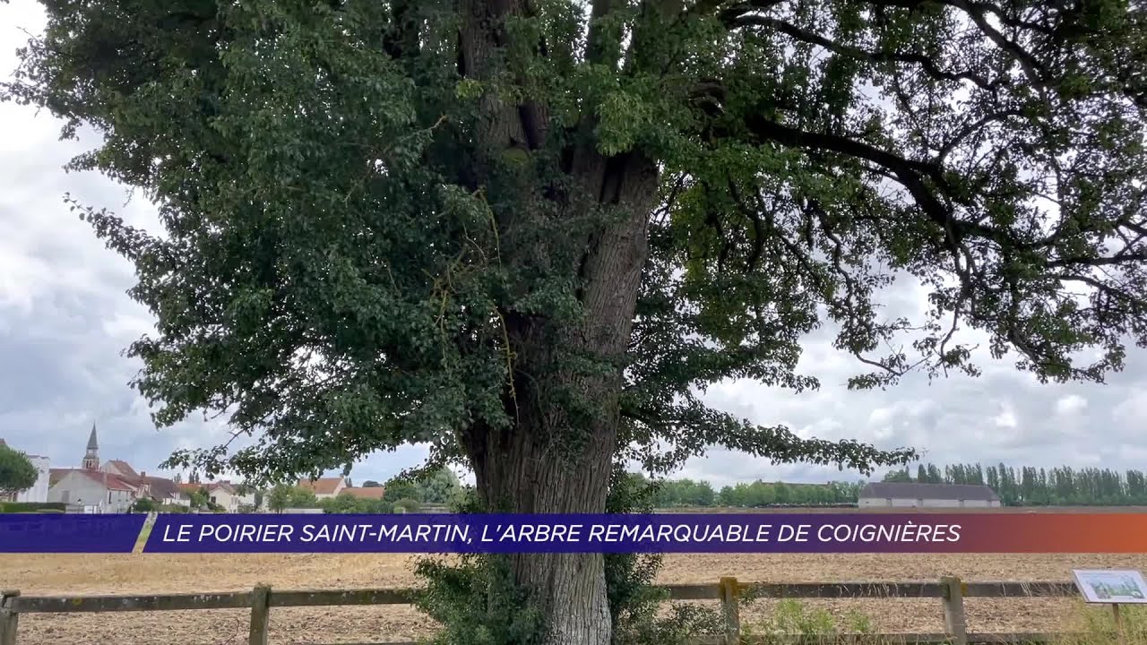 Yvelines | Le poirier Saint-Martin, l’arbre remarquable de Coignières
