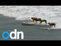 Surfing dogs in California competition