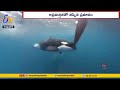 OMG! Killer whales attack Dutch sailing Team in Ocean Race
