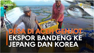 Desa di Aceh Genjot Ekspor Bandeng ke Jepang dan Korea