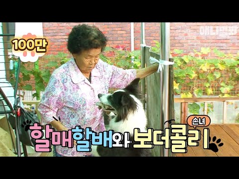 파워갑 보더콜리 손녀 덕에, 할매할배 관절 열일하신다~ | SBS 동물농장x애니멀봐 (ENG)