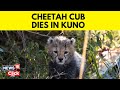 Cheetah cub dies in Kuno National Park