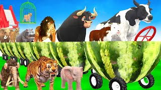 Choose The Right Animal Cage With Elephant Cow Tiger Hippo Buffalo 5 Time Challenge Long Slide