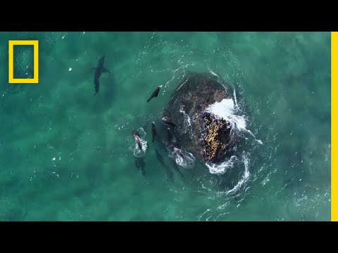 Fur Seals vs. Great White Sharks | Hostile Planet