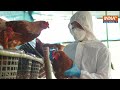Bird Flu का फिर से मंडराया खतरा, Ranchi में मारे गए 2200 पक्षी | Bird flu outbreak in Ranchi  - 01:24 min - News - Video