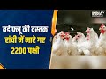 Bird Flu का फिर से मंडराया खतरा, Ranchi में मारे गए 2200 पक्षी | Bird flu outbreak in Ranchi
