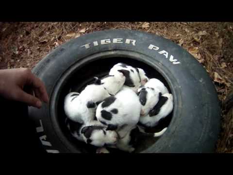 Mother and 9 puppies at dead end street. Macon bibb Animal welfare