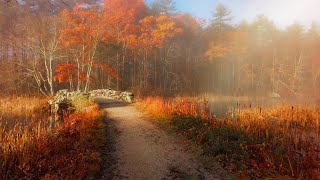 Misty Autumn Morning in New England 🍂 (4K Walk) | Binaural Audio (Nature & Walking Sounds)