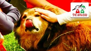 Spievankovo - N Brok