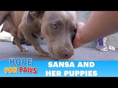 Hope For Paws: Rescuing a homeless family from under a house. Please share :-)