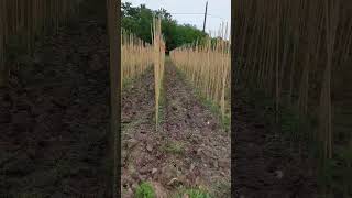 Pépinière des greffes de printemps ok 👌🏼 #pépinière #arbrefruitier #jardin #jardinforet