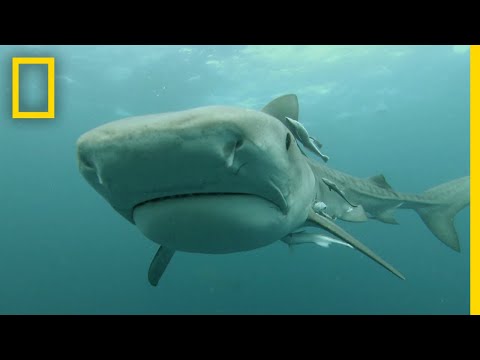 When Sharks Attack'