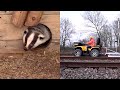 Bothersome badgers cause Dutch train troubles  - 01:41 min - News - Video