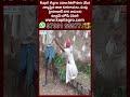 బీఆర్ఎస్ ఎమ్మెల్యేల కోసం రాములు మర్గు మందు | BRS MLA | hmtv  - 00:59 min - News - Video