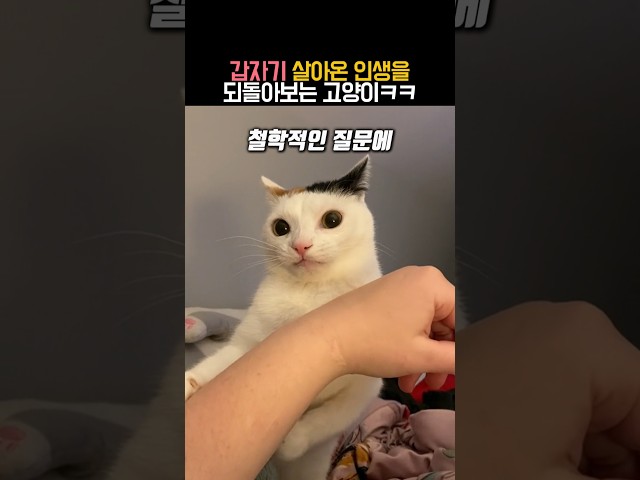 갑자기 살아온 인생을 되돌아보는 고양이 #동물 #고양이