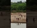 Rare video shows uncontacted indigenous tribe members in Peru  - 00:18 min - News - Video