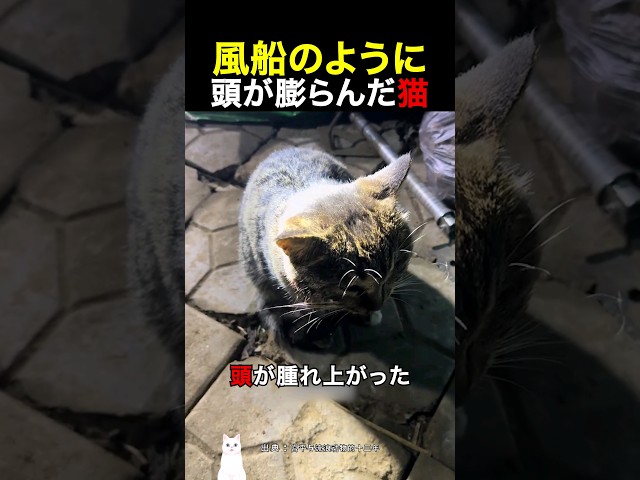 風船のように頭が膨らんだ猫