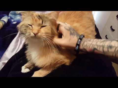 Pregnant kitty screaming (labour begins!)