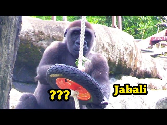 Does Jabali Want to Learn How to Drive? 😆呷百二想學開車嗎？他的表情也太認真了吧！方向盤快交出來～🚗😂