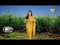 Prevention of Pests in Sugarcane | చెరకులో తెగుళ్ళ నివారణ | Matti Manishi | 10TV News - 05:46 min - News - Video