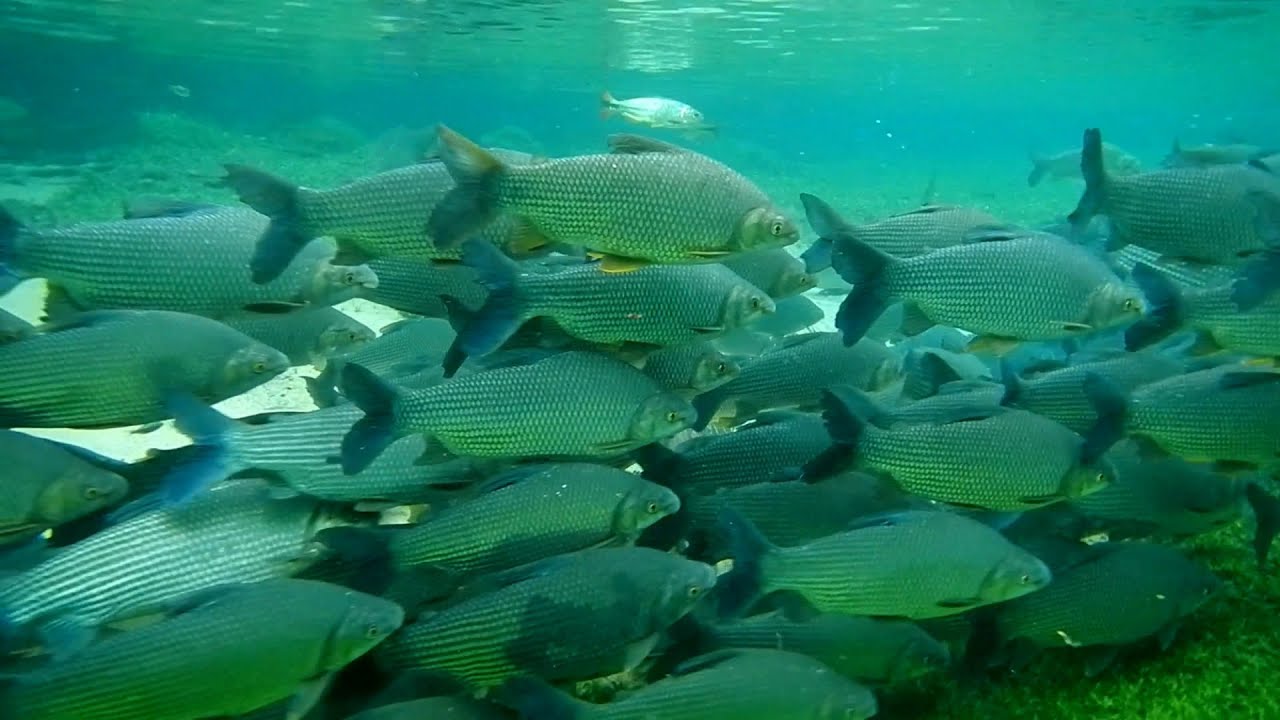 Curimbas, Cardume de peixe, Mato Grosso do Sul, Bonito, Jardim, Rota turística, Pantanal, Brasil Curimbas, Cardume de peixe, Mato Grosso do Sul, Bonito, Jardim, Rota turística, Pantanal, Brasil