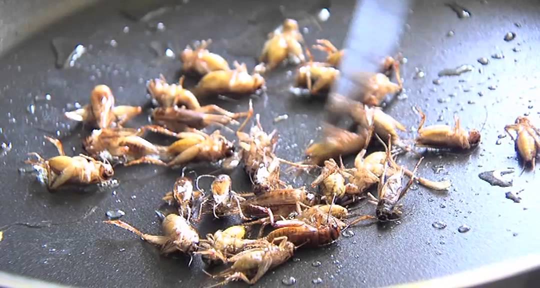 L’Actu – Insectes en cuisine, un nouveau concept