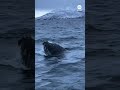 Whale puts on show for tour group off Norway coast  - 01:00 min - News - Video