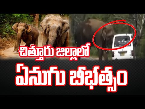 Elephant attacks vehicle carrying passengers in Chittoor, video goes viral