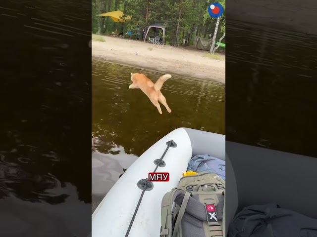 Сломанный кот 😸💦