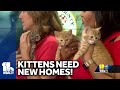 These abandoned animals need new homes as holidays start