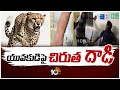 Cheetah Hulchul in Vikarabad District | యువకుడిపై చిరుత దాడి | 10TV News