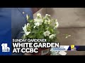 Sunday Gardener: white garden at CCBC