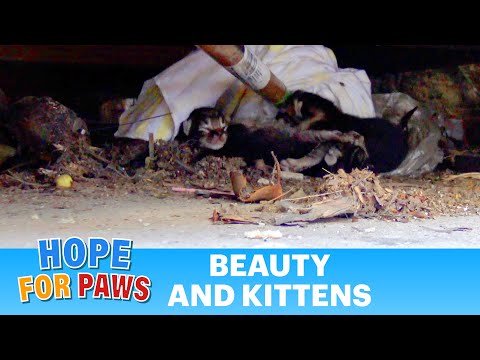 Mama cat wouldn't leave her babies behind. She took one, came back for the rest, and then...
