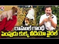 Rahul Gandhi Pet Yassa Video Goes Viral | Delhi | V6 News