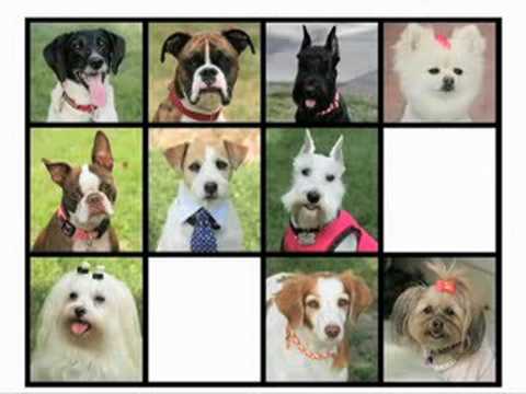 Greatest American Dog'