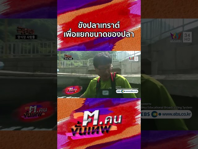 ตะแกรงขังปลาเทราต์เพื่อแยกขนาดของปลา | Shorts ฅ.คนขั้นเทพ