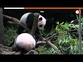 Twin panda cubs shown at Tokyos Ueno Zoo - 01:02 min - News - Video