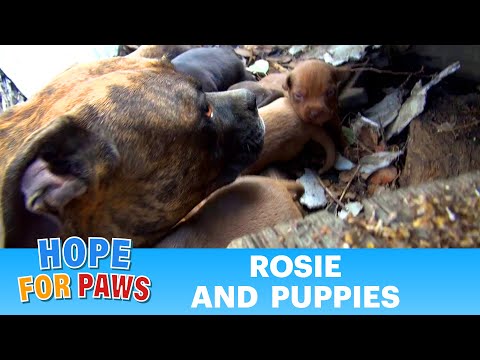 Rescuing a family of dogs with help from iPhone and You Tube. Please share.