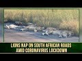 Viral video: Lack of humans allows Lions to sleep on road in South Africa amid COVID-19 Lockdown