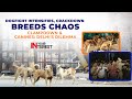 LIVE: Delhi’s Stray Dogs Crackdown: Justice or Chaos? | In Your Interest | News9
