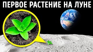 Выращивание растений в лунной почве и еще много интересных фактов, о которых вы еще не слышали