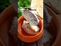 Summer Special Curd Rice Recipe !!  - 00:59 min - News - Video