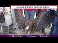 Rare Himalayan Griffon Vulture found in UP's Kanpur Cemetery; Handed over to Zoo