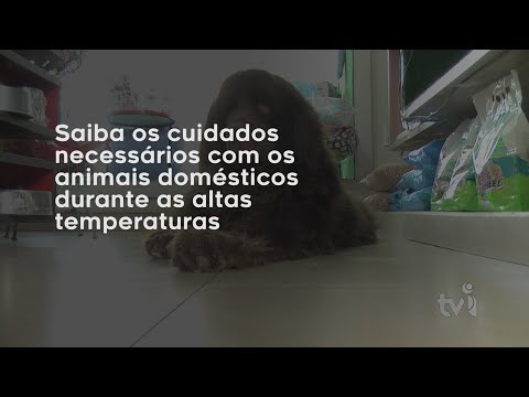 Vídeo: Saiba os cuidados necessários com os animais domésticos durante as altas temperaturas