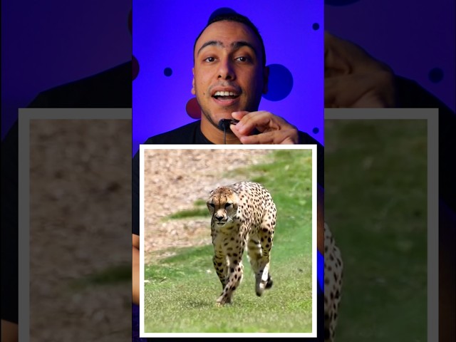 لو طلعلك فهد!! 🐱