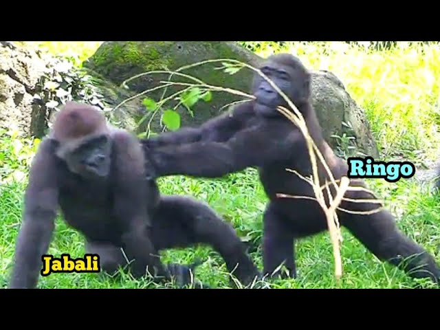 Ringo Pushes Jabali and Says: “I’m Doing DIY—Go Away!”林戈推開呷百二說：「我要DIY啦，你去旁邊！」😆🛠️💢