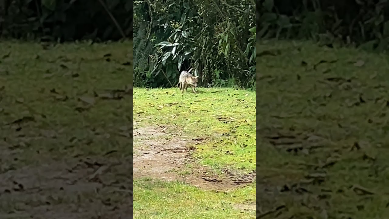 we had an incredible encounter with a Crab-eating Fox (Cerdocyon thous)