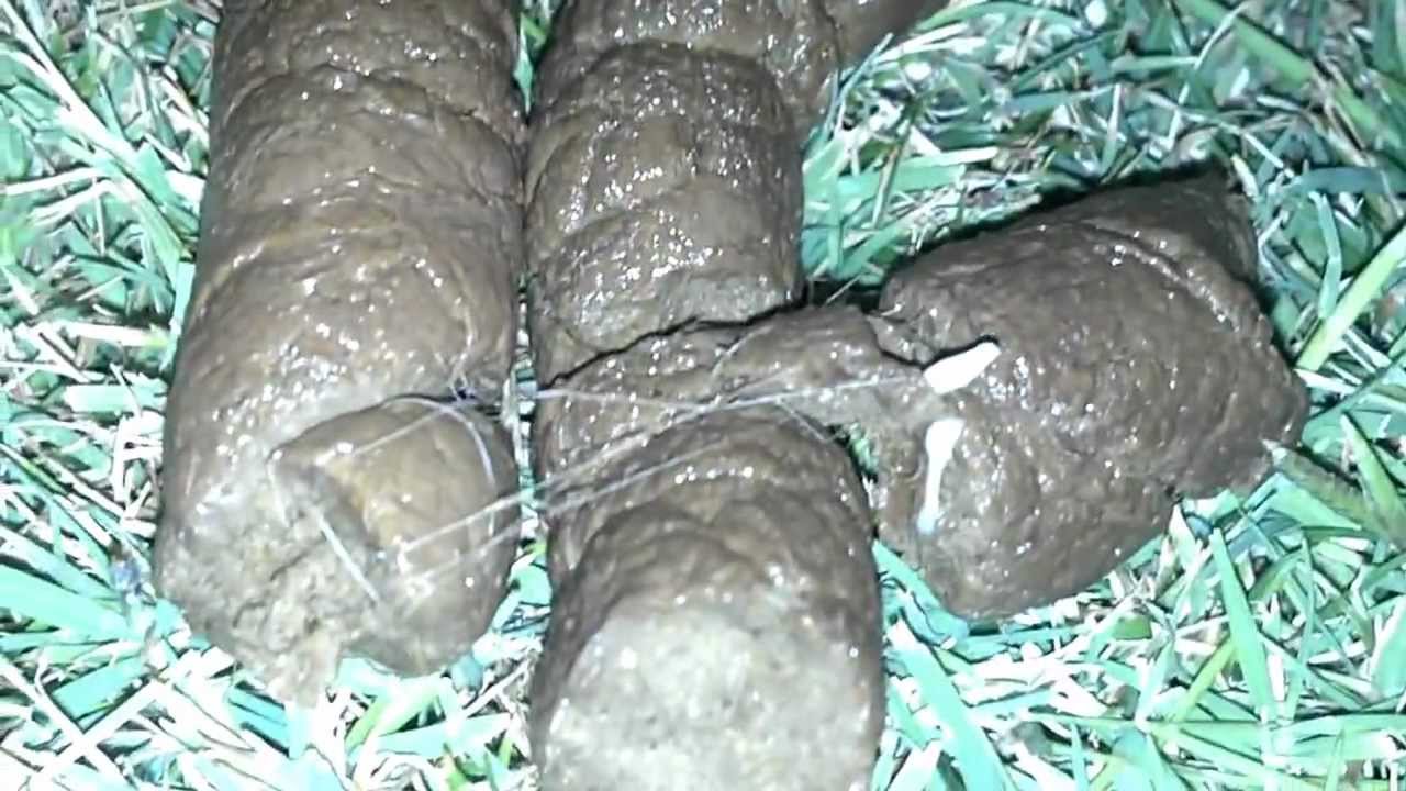Worms In My Dog s Stool YouTube