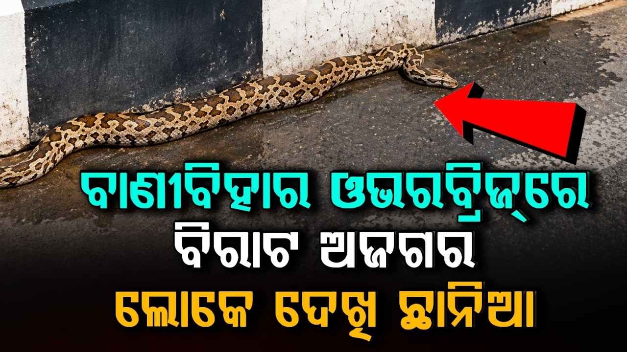 ବାଣୀବିହାର ଓଭରବ୍ରିଜ୍ରେ ବିରାଟ ଅଜଗର | Huge Python Found on Vani Vihar Flyover In Bhubaneswar